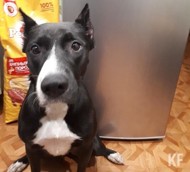 Умершая на холоде собака в Нижнекамске «ожила»