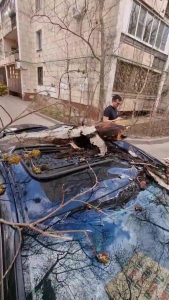 Казанский блогер Болт снял, как поваленные деревья разбили «Лексус»