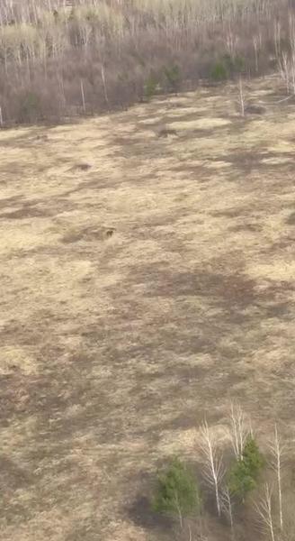 Рустам Минниханов опубликовал видео с медведем в лесу Татарстана