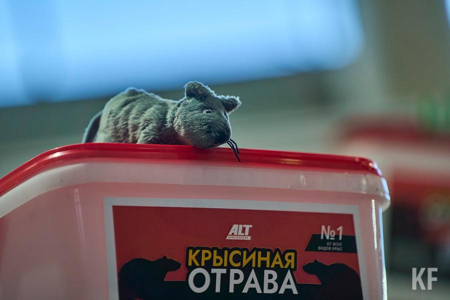 «Инфекция очень актуальна для нас»: в Татарстане прогнозируется вспышка мышиной лихорадки