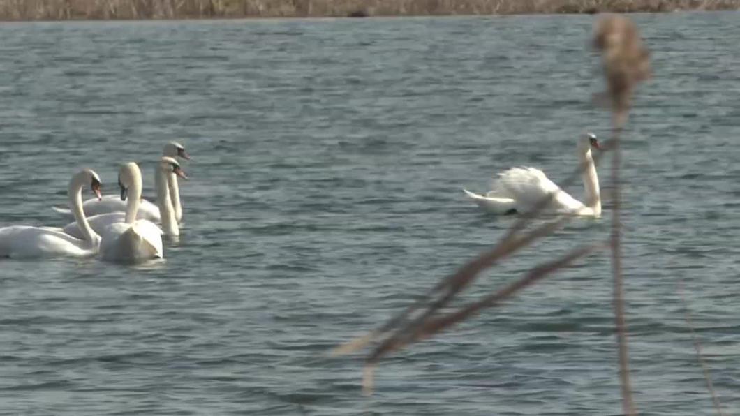 Рустам Минниханов опубликовал видео прогулки белых лебедей в Татарстане