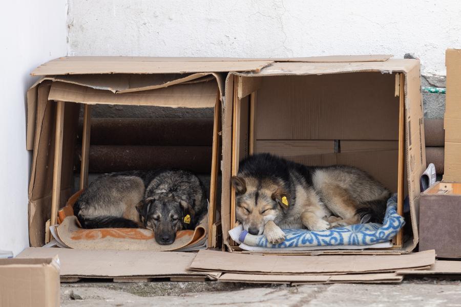 «Перепись собак помогает нам оценить эффективность принятых Казанью мер»