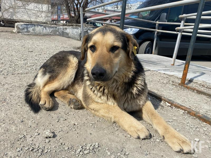 В Казани стартовала перепись бездомных собак