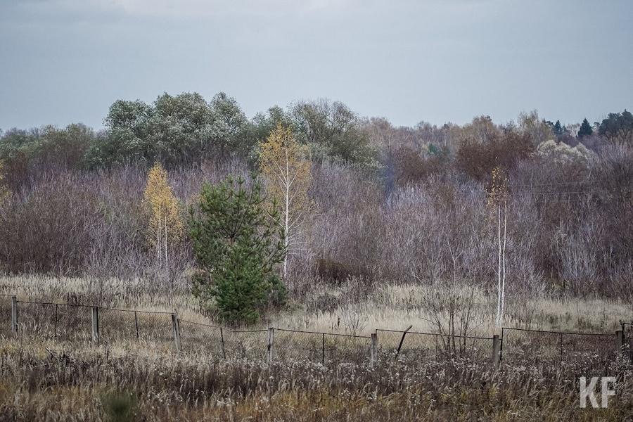 «Лето в этом году будет напряженным»: в Татарстане выросло число лесных пожаров
