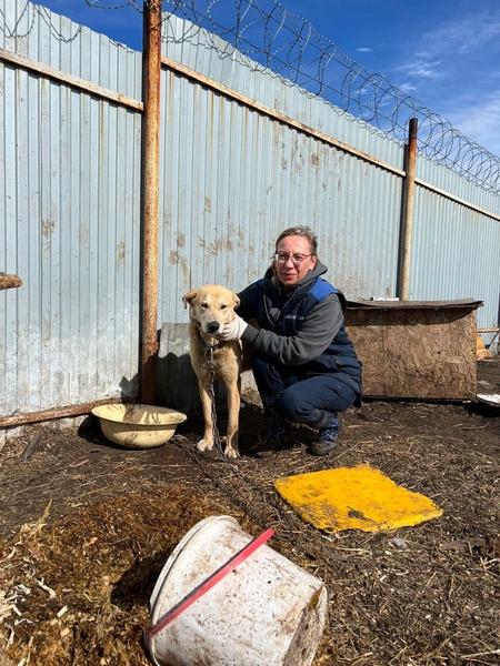 Волонтеры «Нижнекамскнефтехима» навестили питомцев в приюте и помогли работникам навести порядок