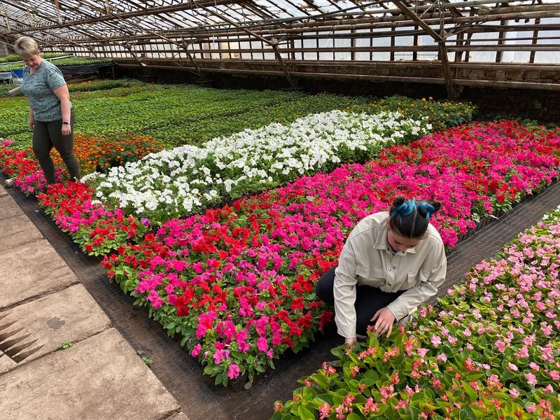 В Нижнекамске до июня высадят более 180 тысяч цветов В Нижнекамске до июня высадят более 180 тысяч цветов