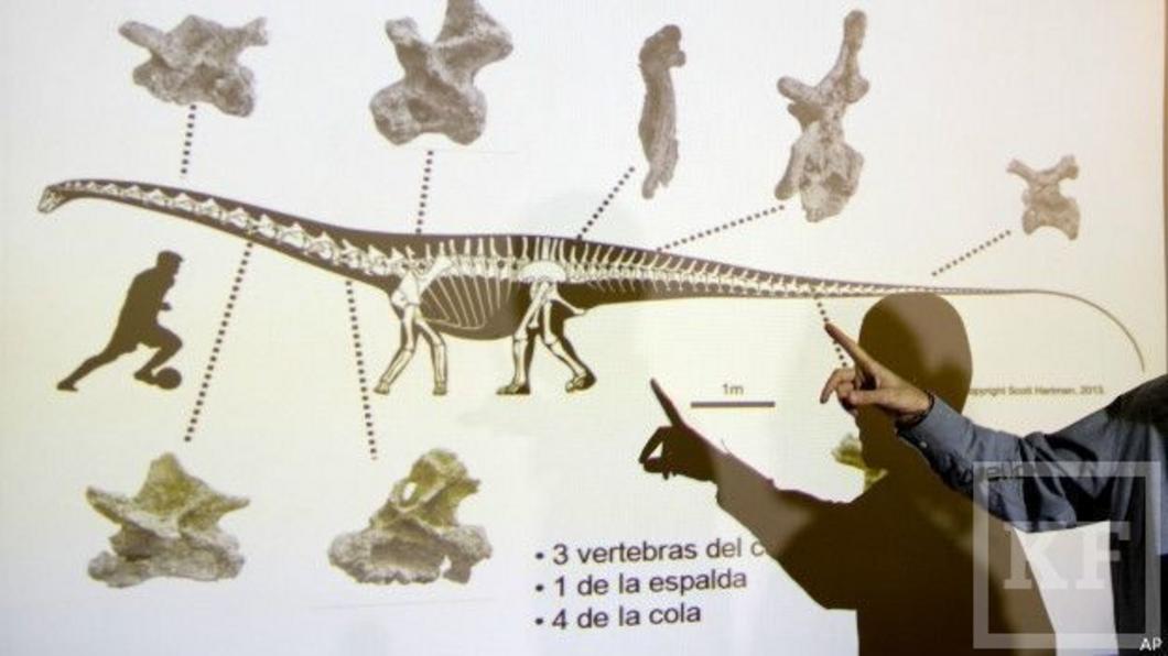 В Аргентине обнаружен скелет самого большого в мире динозавра
