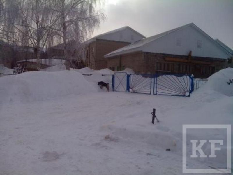 Территорию детсада в Лениногорске оккупировали бродячие собаки — «Народный контроль»