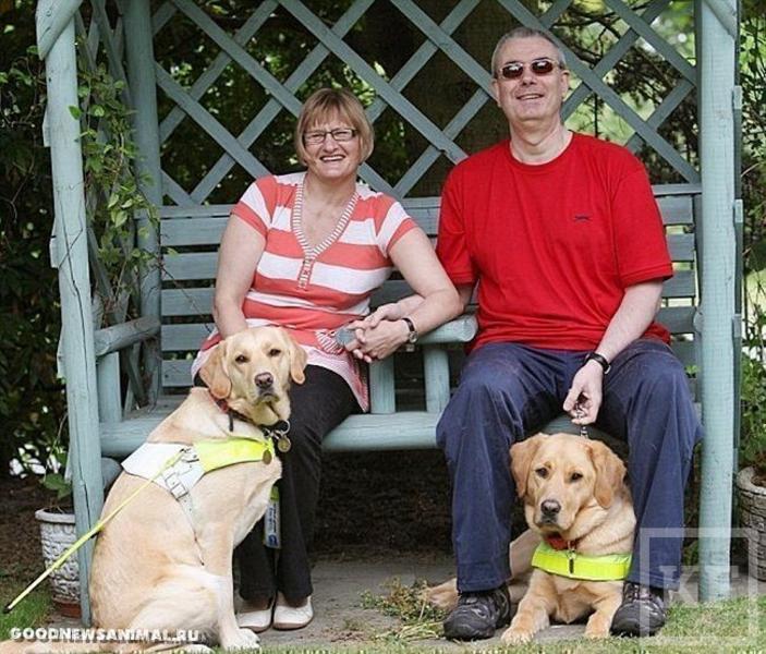 Собаки-поводыри поженили своих слепых хозяев [фото]