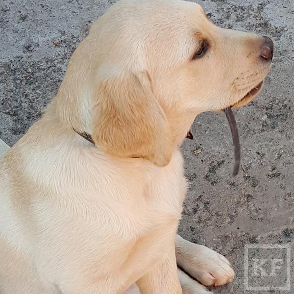 Instagram Минниханова: как зовут щенка президента?