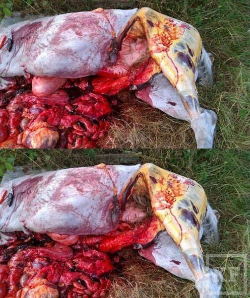 Молодая пара убила коня и устроила откровенную фотосессию в расчлененном трупе [фото]