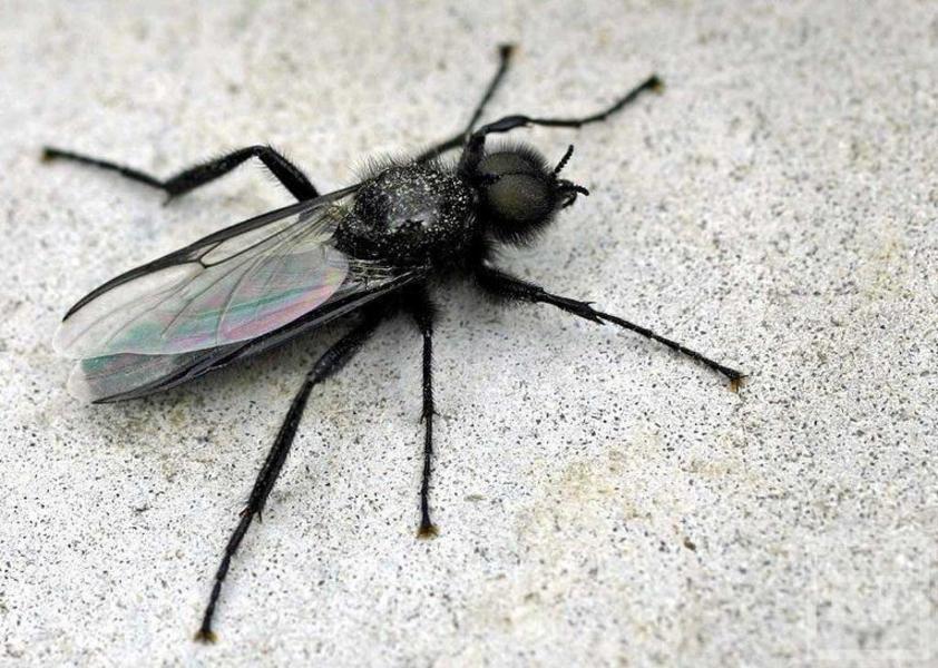 Энтомологи: Казань заполонили комары-толстоножки