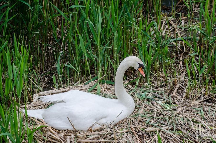 Пара лебедей-шипунов на озере Кабан в Казани готовится к появлению первых птенцов