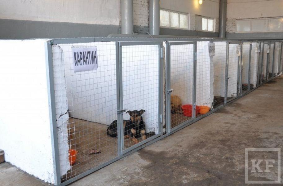Питомник временного содержания бездомных животных появился в Набережных Челнах