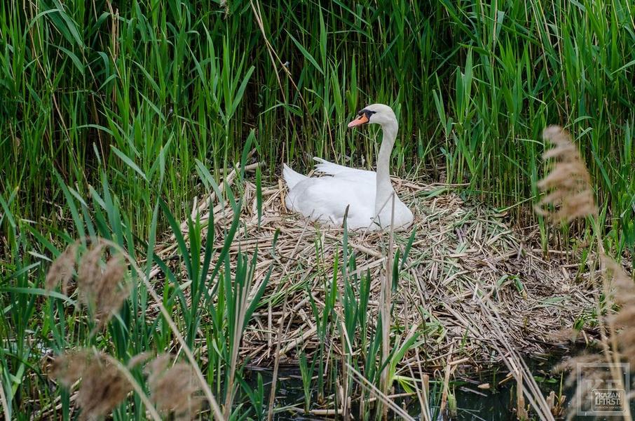 Пара лебедей-шипунов на озере Кабан в Казани готовится к появлению первых птенцов