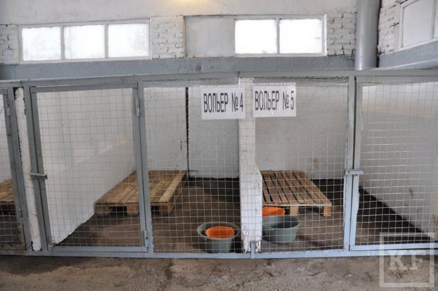 Питомник временного содержания бездомных животных появился в Набережных Челнах