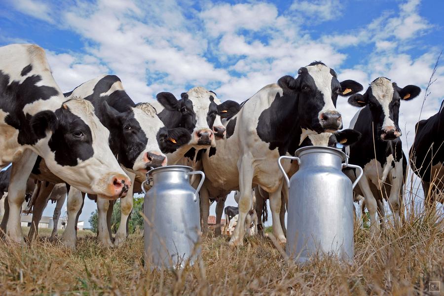 TO GO WITH AFP STORY BY MARIETTE LE ROUX (FILES)-- A file photo taken on September 15, 2009 shows Prim'Holstein cows standing by milk churns in the field of a dairy farm in Sainte-Colombe-en-Bruilhois, southwestern France. Drink lots of milk to strengthen your bones and boost your health, doctors say. But a study in The BMJ medical journal Wednesday said Swedes with a high intake of cow's milk died younger -- and women suffered more fractures. The findings may warrant questions about recommendations for milk consumption, although further research is needed, its authors said, as the association may be purely coincidental. AFP PHOTO / JEAN-PIERRE MULLERJEAN-PIERRE MULLER/AFP/Getty Images ORG XMIT: - ORIG FILE ID: 534905279