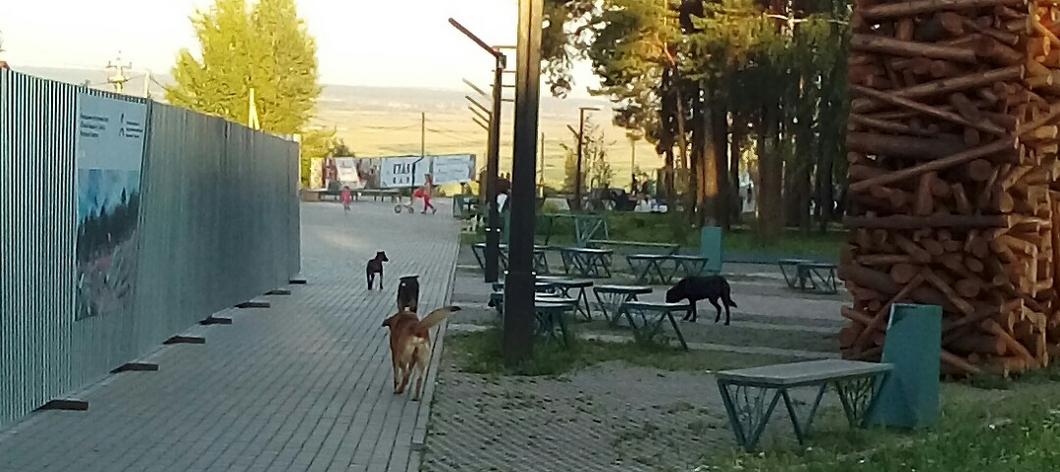 Бездомные собаки нападают на отдыхающих в Гуляй-парке Елабуги