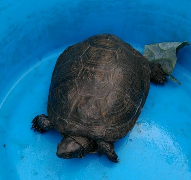 В Нижнекамском районе найдена черепаха «исчезнувшего вида»