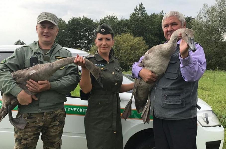 Заблудившихся в огороде лебедят спасли экологи в Азнакаевском районе