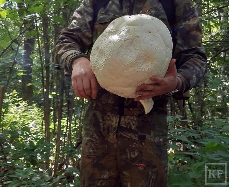В лесу под Нижнекамском грибники нашли дождевик весом 3,5 кг