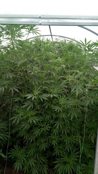 Полицейские Елабуги обнаружили на придомовом участке мужчины 45 кустов конопли