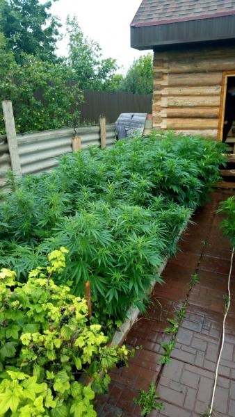 Полицейские Елабуги обнаружили на придомовом участке мужчины 45 кустов конопли