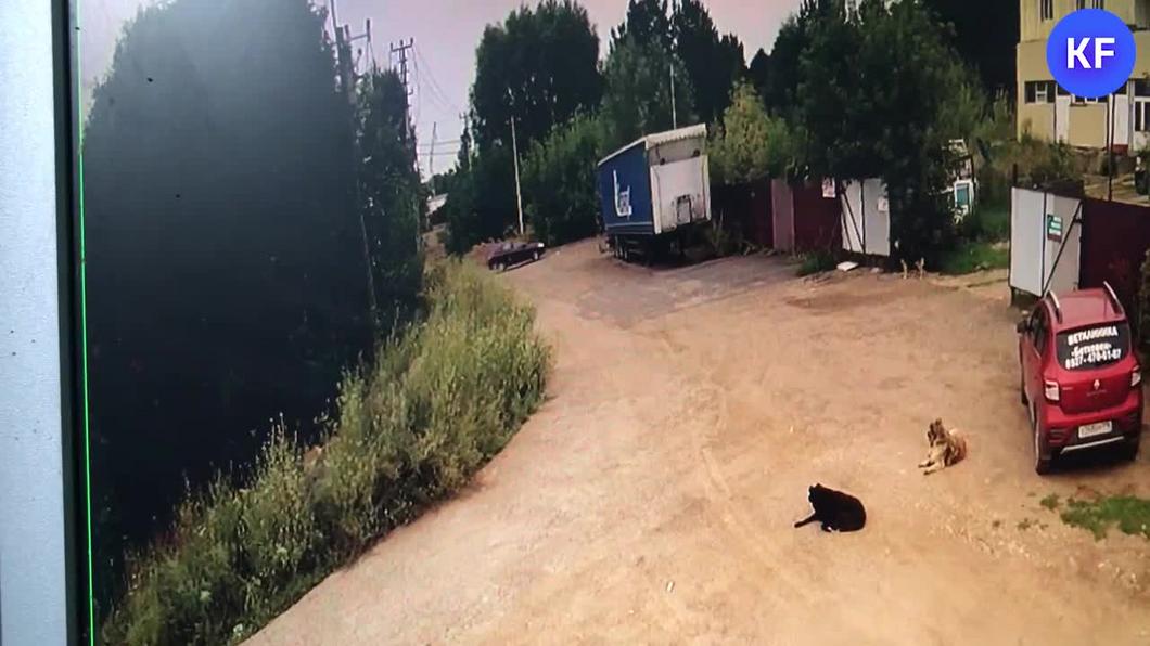 Видео: зоозащитница из Елабуги оголилась ради спасения котенка
