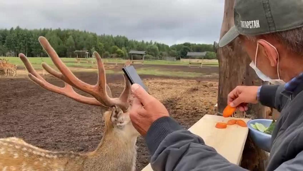 Рустам Минниханов покормил оленей в экопарке «Дикая ферма»