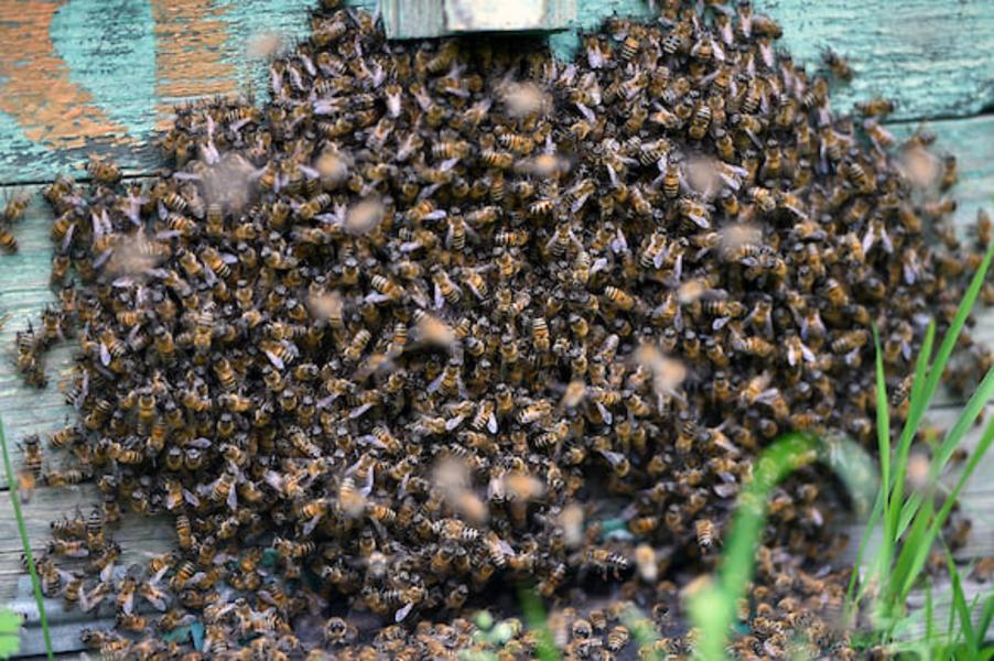 «Камский бекон» не ужился с пчёлами