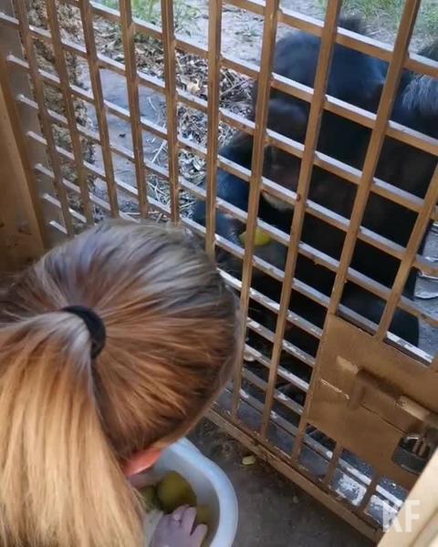 Работники рассказали, как обезьяны живут в зоопарке Казани