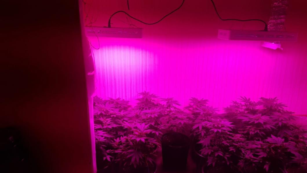 Житель Альметьевского района вместе с матерью выращивал дома коноплю