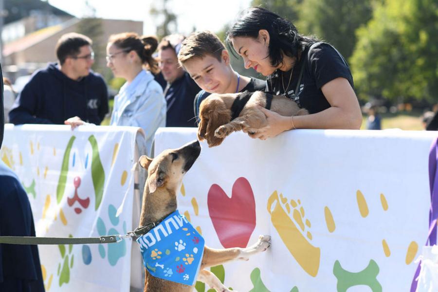 Ильсур Метшин: Очень хочется, чтобы Казань стала городом без бездомных животных