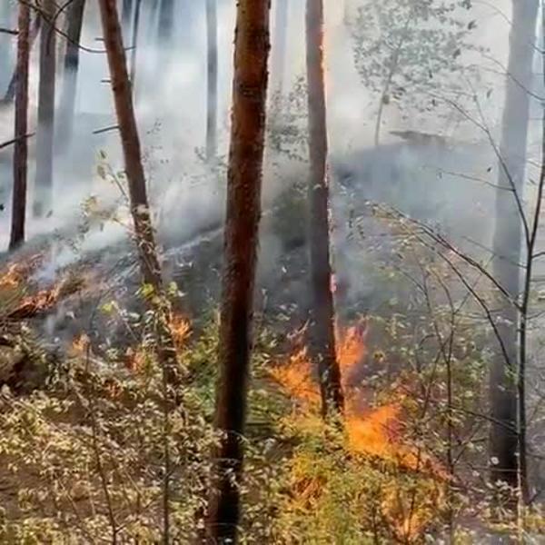 Из лагеря в горящем Танаевском лесу Елабужского района эвакуировали детей