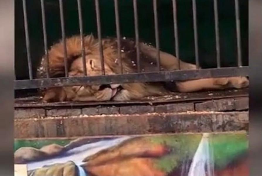 «Хозяина надо самого посадить в клетку»: жители Альметьевска требуют запретить в Татарстане передвижные зоопарки