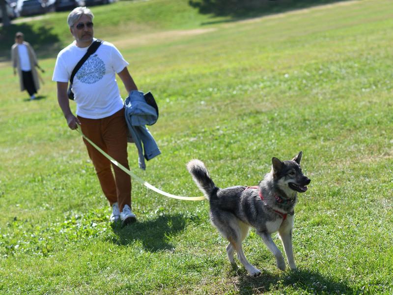 Ильсур Метшин: Очень хочется, чтобы Казань стала городом без бездомных животных