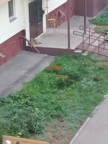 На нижнекамца во дворе дома напала и покусала бездомная собака