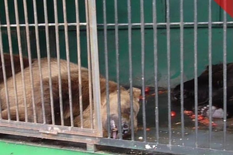 «Хозяина надо самого посадить в клетку»: жители Альметьевска требуют запретить в Татарстане передвижные зоопарки