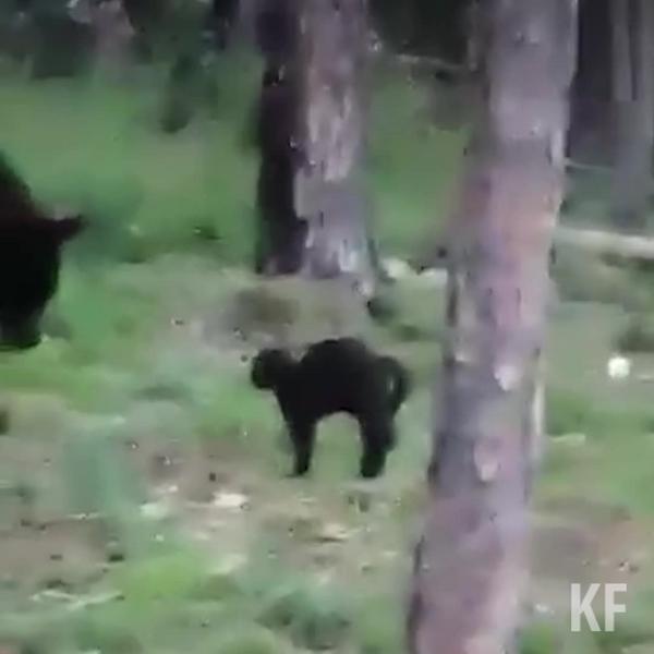 Кот напугал медведя в лесу на пикнике