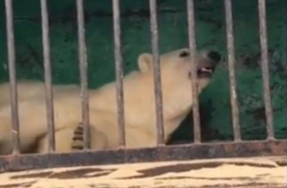 «Хозяина надо самого посадить в клетку»: жители Альметьевска требуют запретить в Татарстане передвижные зоопарки