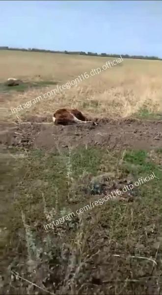 На поле в Малых Кабанах нашли обезглавленный и гниющий труп теленка