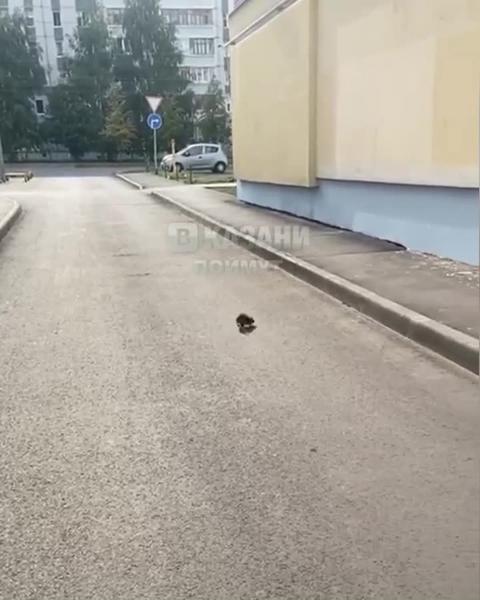 Казанцы пожаловались на крыс, которые бегают на улице Глушко. За территорию отвечает УК «Жилище и комфорт»