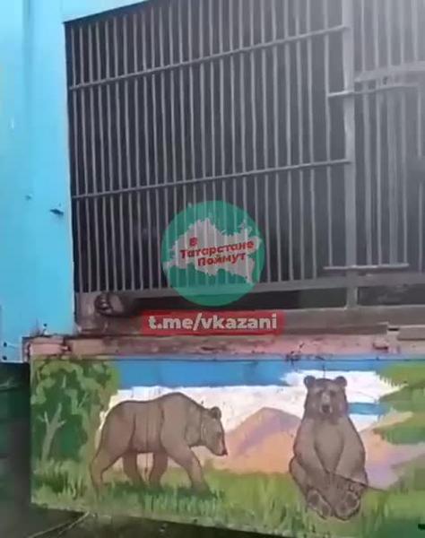 «Хозяина надо самого посадить в клетку»: жители Альметьевска требуют запретить в Татарстане передвижные зоопарки