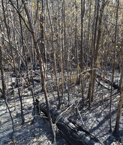 Аэромобильная группировка МЧС Татарстана работает в Мордовии на тушении пожаров