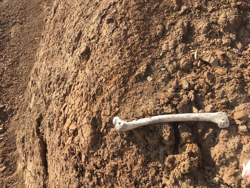 Прокуратура проверяет информацию о человеческих останках, найденных в Камско-Устьинском районе