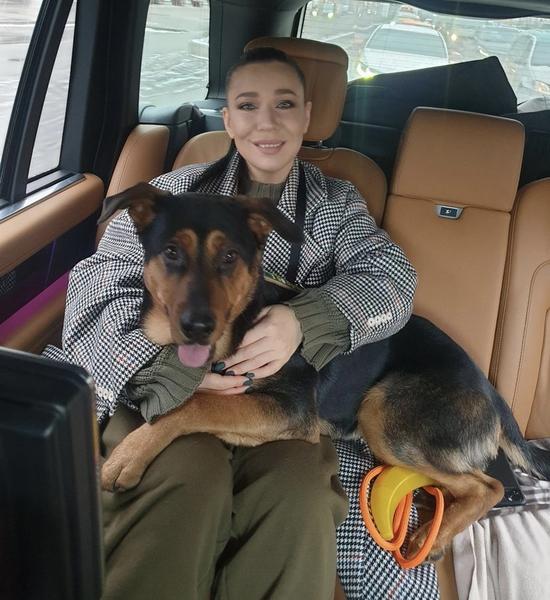 Ильсур Метшин: Проблема бездомных собак важная, но она не является для меня №1