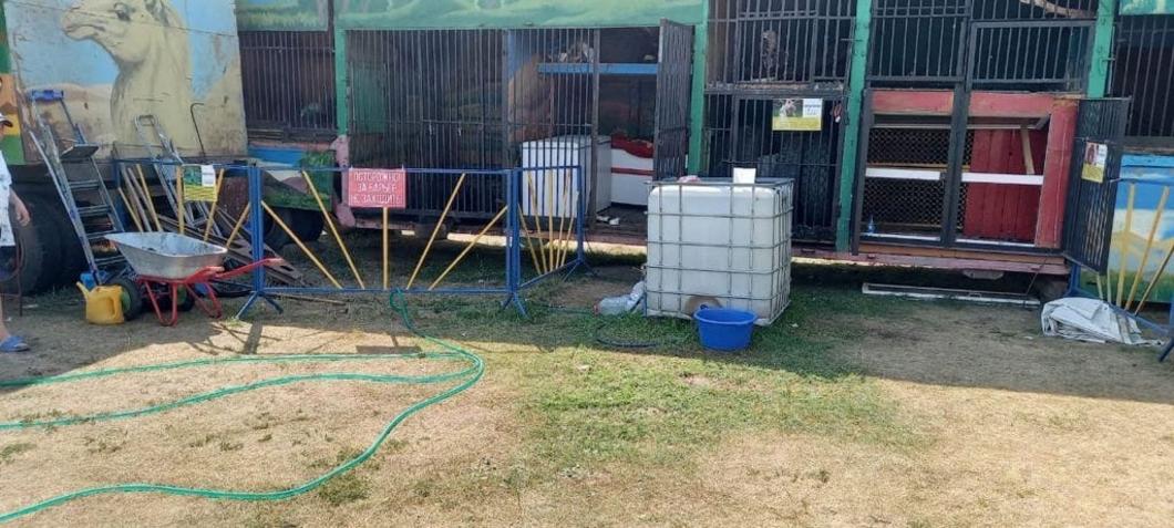 «Хозяина надо самого посадить в клетку»: жители Альметьевска требуют запретить в Татарстане передвижные зоопарки