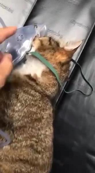 Фельдшеры «скорой» в Нижнекамске спасли кошку, отравившуюся угарным газом