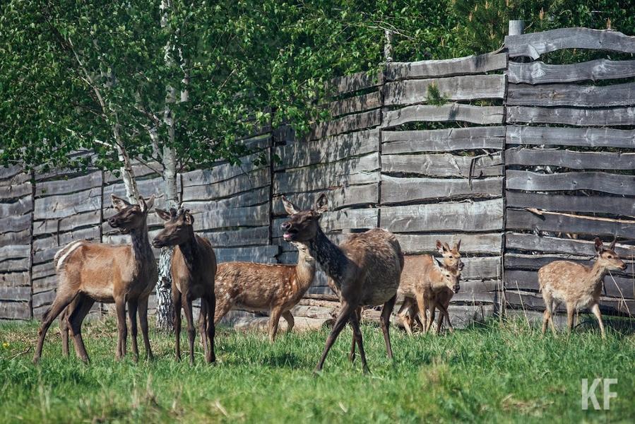 «Охотничьи ресурсы — это народное достояние»
