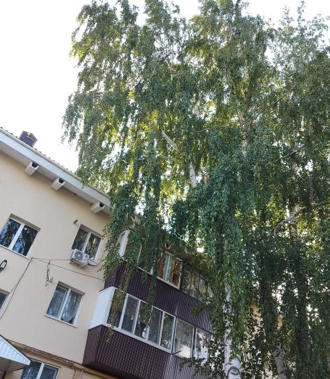 Разбитые дороги, нашествие насекомых и незаконный захват земли: на что жалуются альметьевцы в «Народный контроль»